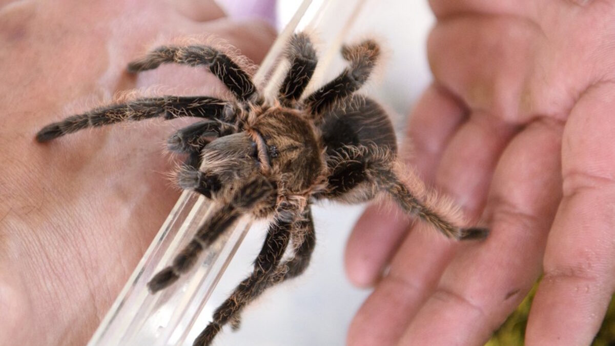 Αράχνη ταραντούλα