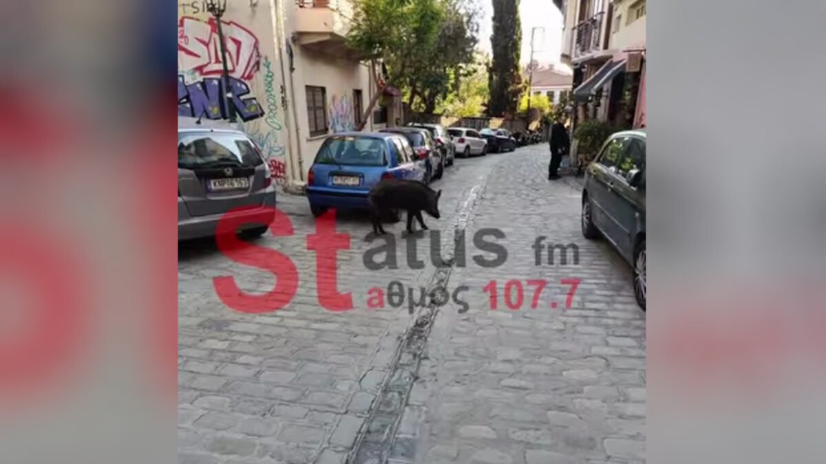 Αγριογούρουνο