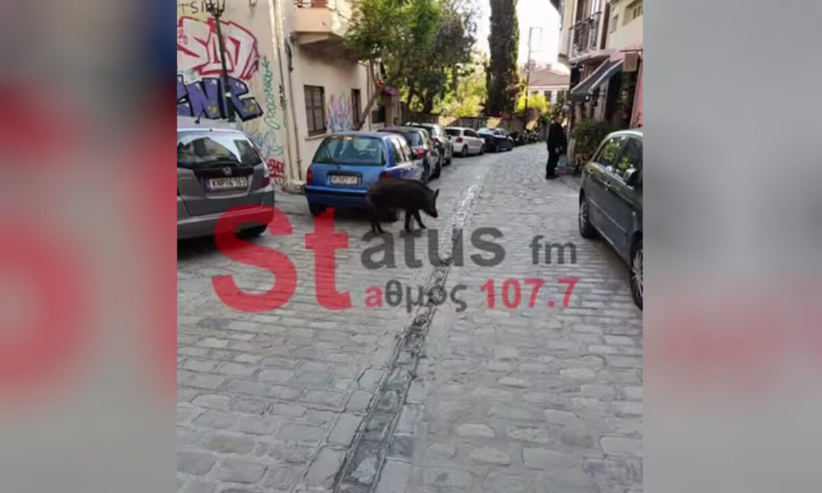 Αγριογούρουνο