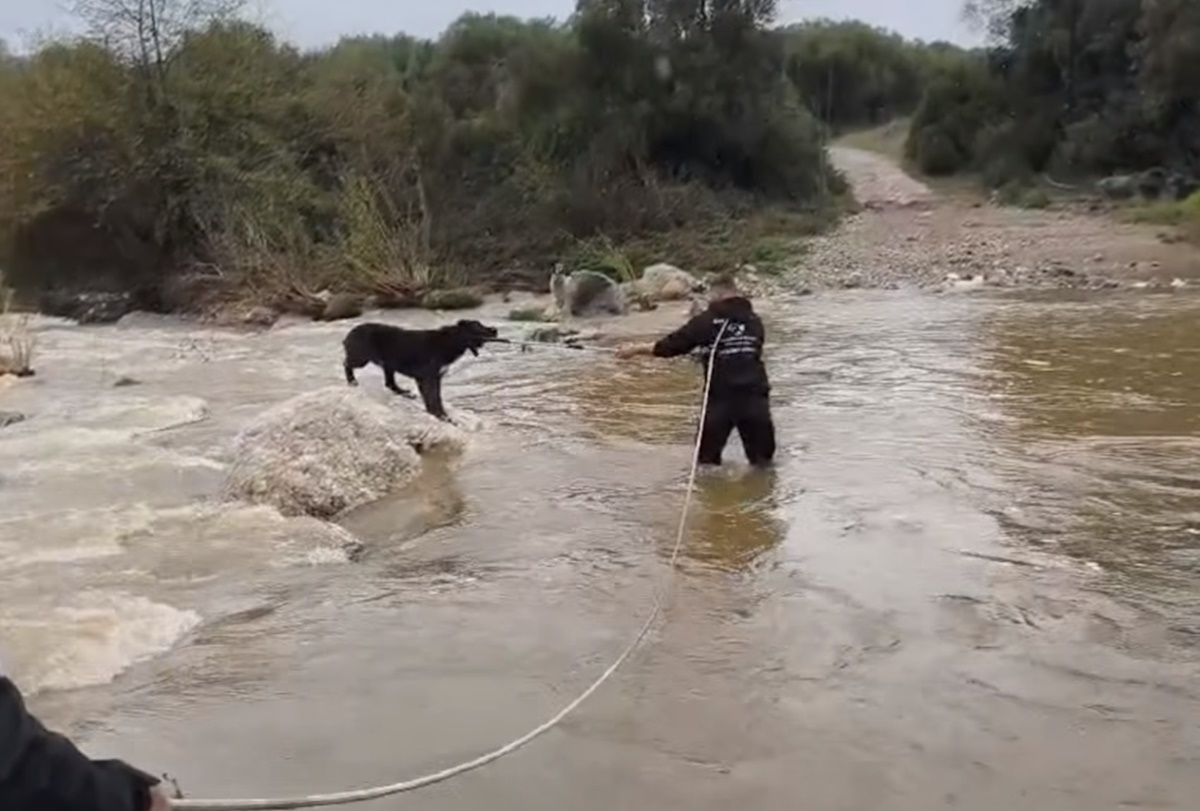 Τσοπανόσκυλα