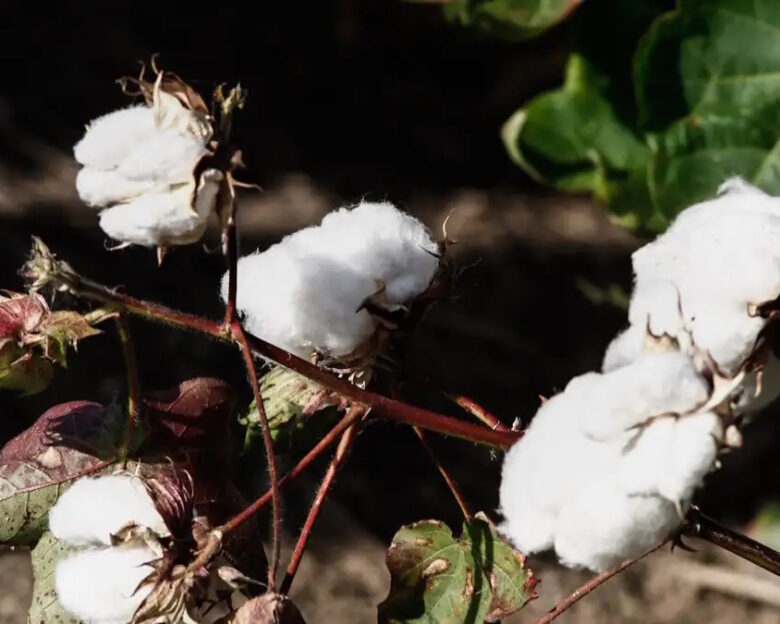 ΘΑΝΑΣΗΣ ΚΑΛΛΙΑΡΑΣ