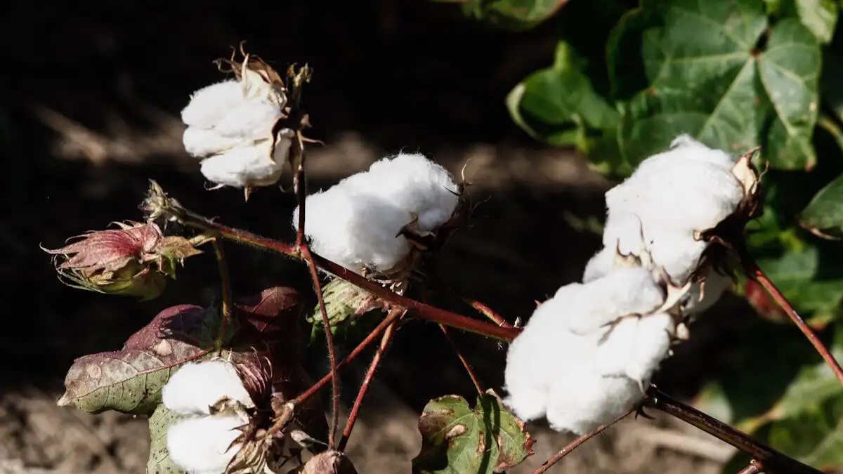 ΘΑΝΑΣΗΣ ΚΑΛΛΙΑΡΑΣ