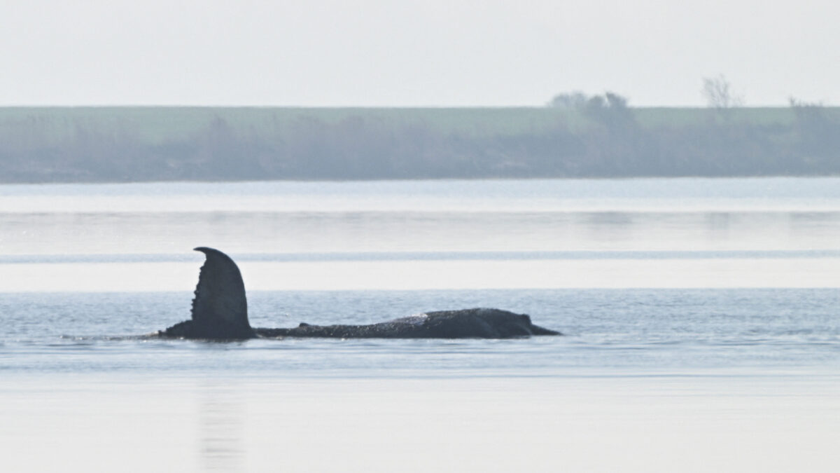 Η φάλαινα Τίμ