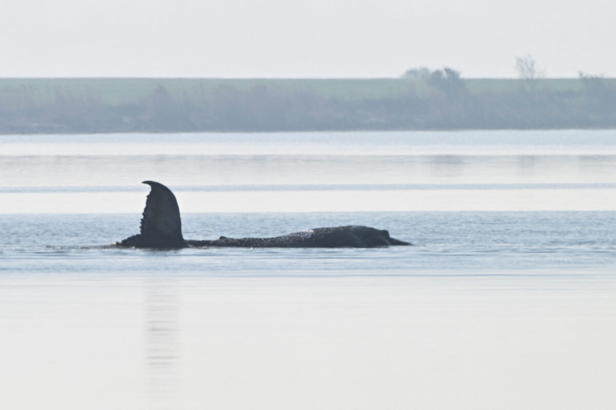 Η φάλαινα Τίμ