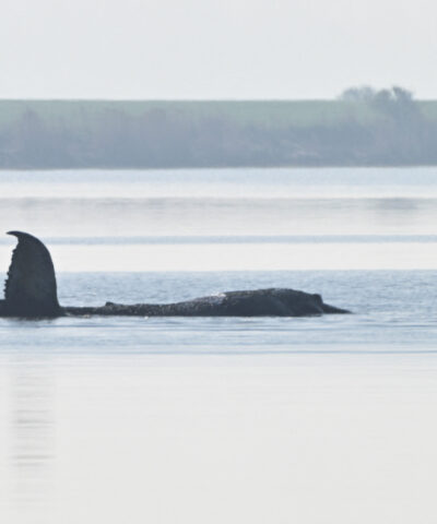 Η φάλαινα Τίμ