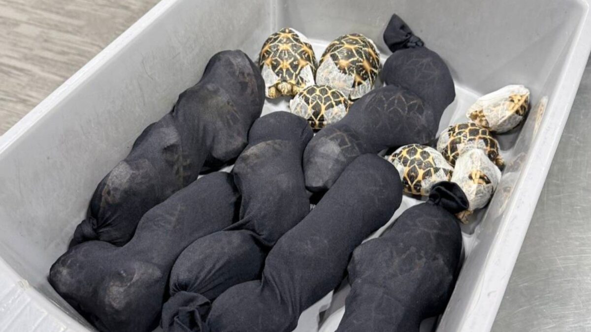 Φωτογραφία από Τμήμα Εθνικών Πάρκων, Άγριας Ζωής και Διατήρησης Φυτών Ταϊλάνδης