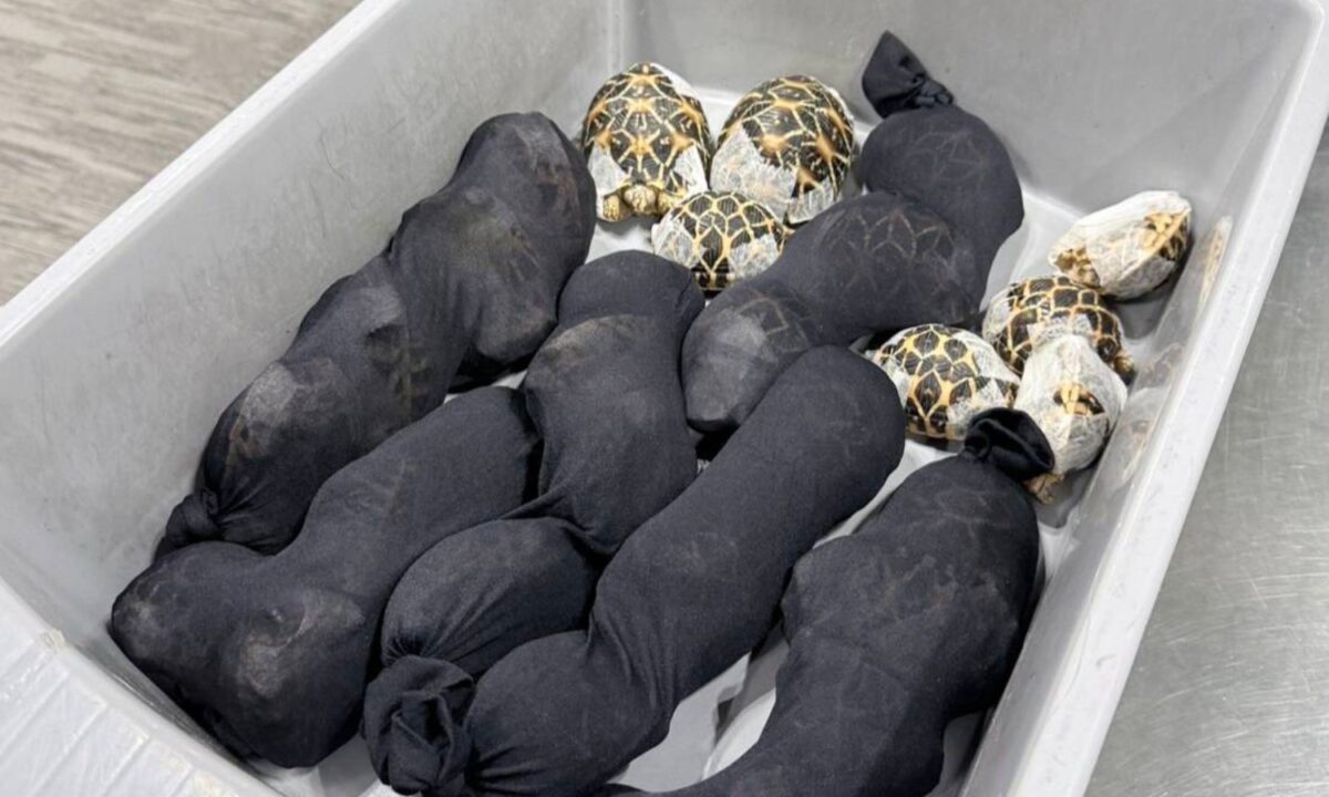 Μπανγκόκ: Έκρυψε πάνω της 30 σπάνιες χελώνες για να περάσει από τον έλεγχο αεροδρομίου - Δείτε φωτογραφίες