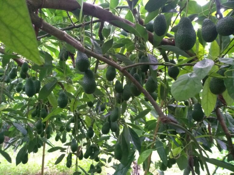 Φωτογραφία από την ερευνήτρια του ΕΛΓΟ-ΔΗΜΗΤΡΑ, στο Ινστιτούτο Ελιάς, Υποτροπικών Φυτών και Αμπέλου, Τζατζάνη Θηρεσία-Τερέζα