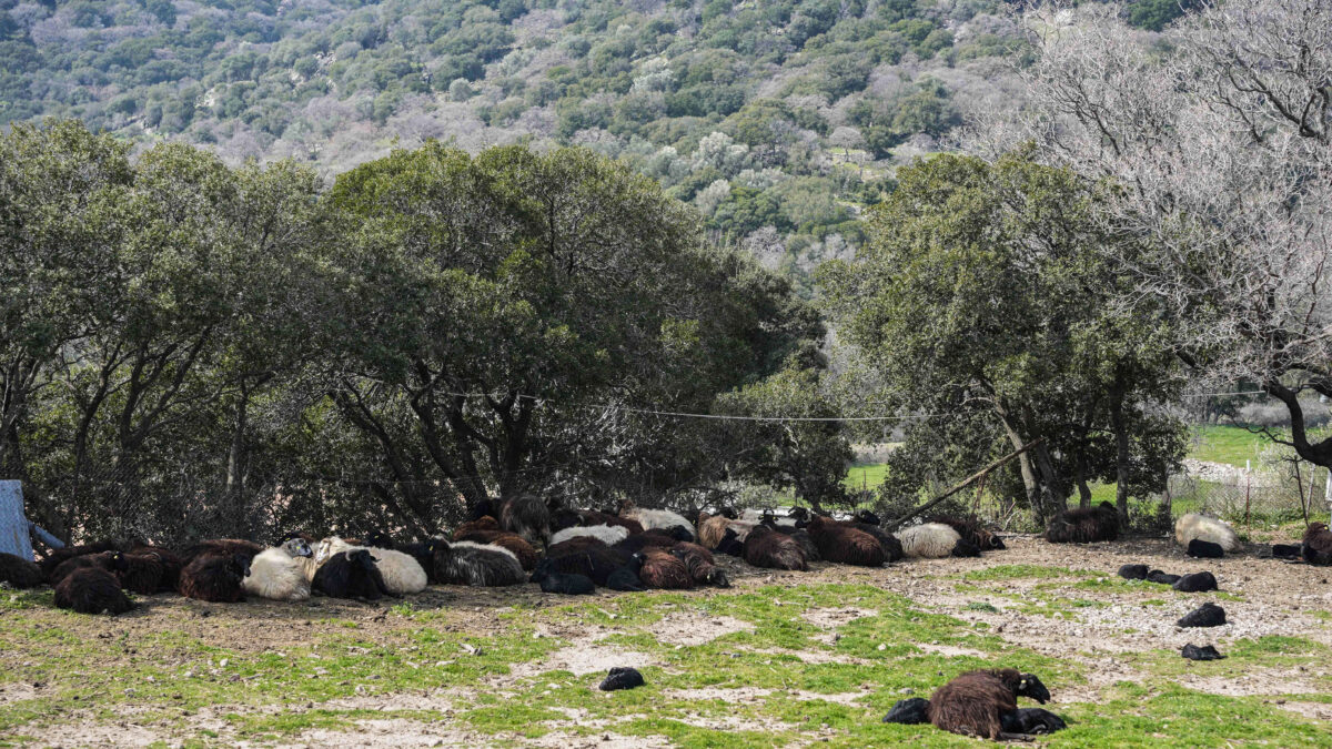 Κρούσματα αφθώδους πυρετού σε κτηνοτροφική μονάδα στη Λέσβο