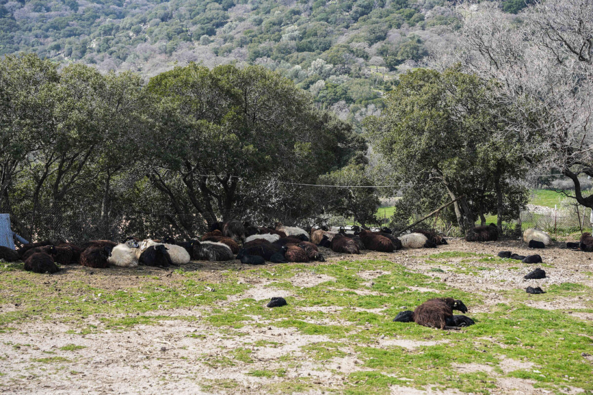 ΥΠΑΑΤ για αφθώδη πυρετό στη Λέσβο: Ακόμη και με εμβολιασμό θα εφαρμοστούν όλα τα μέτρα εκρίζωσης