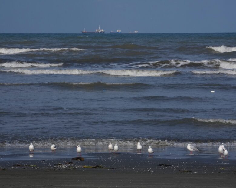 Seagulls sit on the southern coast of the Caspian Sea in the port city of Bandar Anzali, Iran, Sunday, Dec. 21, 2025