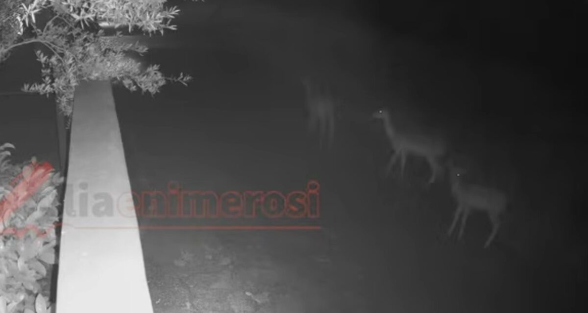 Τα ελάφια που δραπέτευσαν