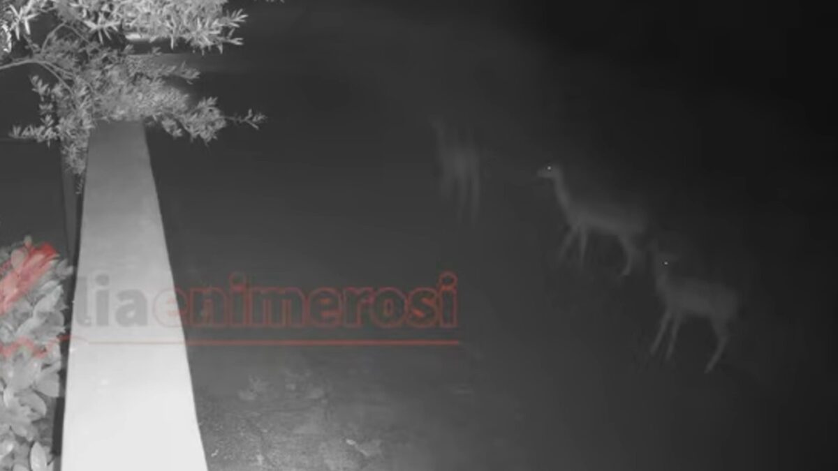 Τα ελάφια που δραπέτευσαν
