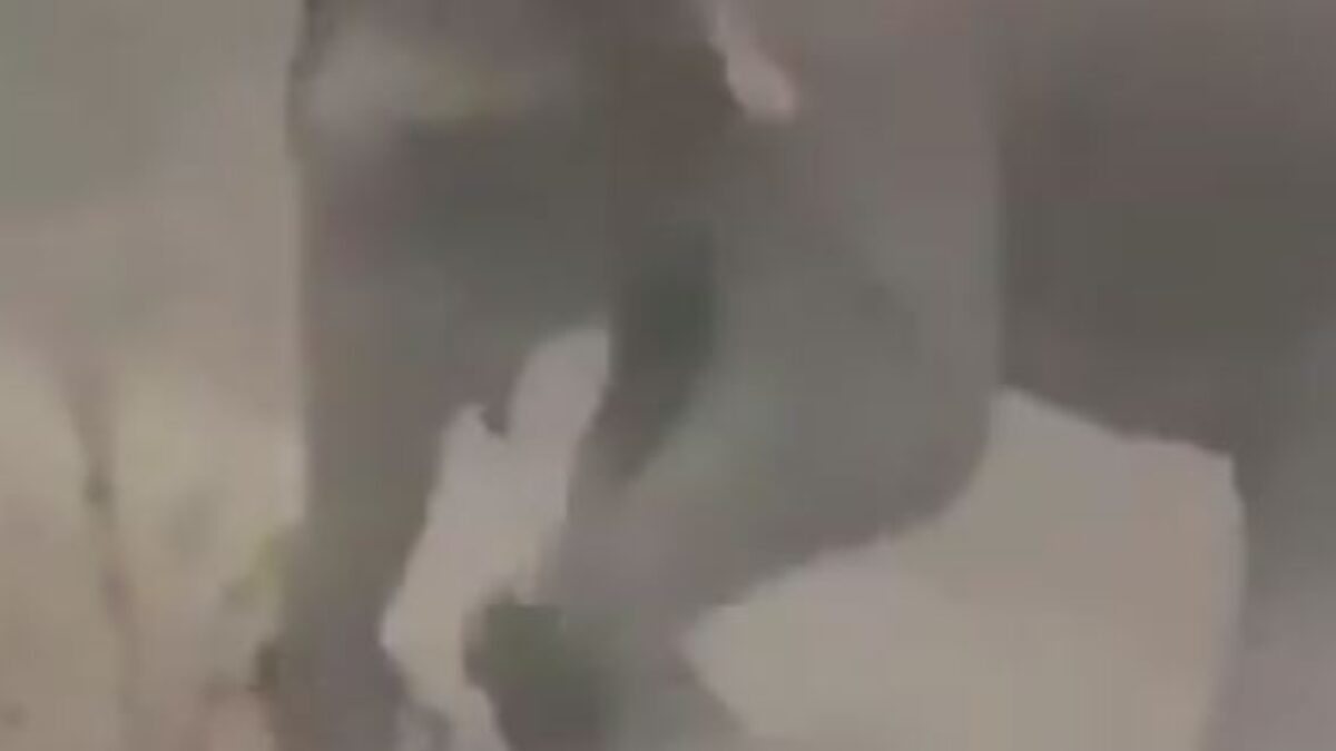 Ελέφαντας