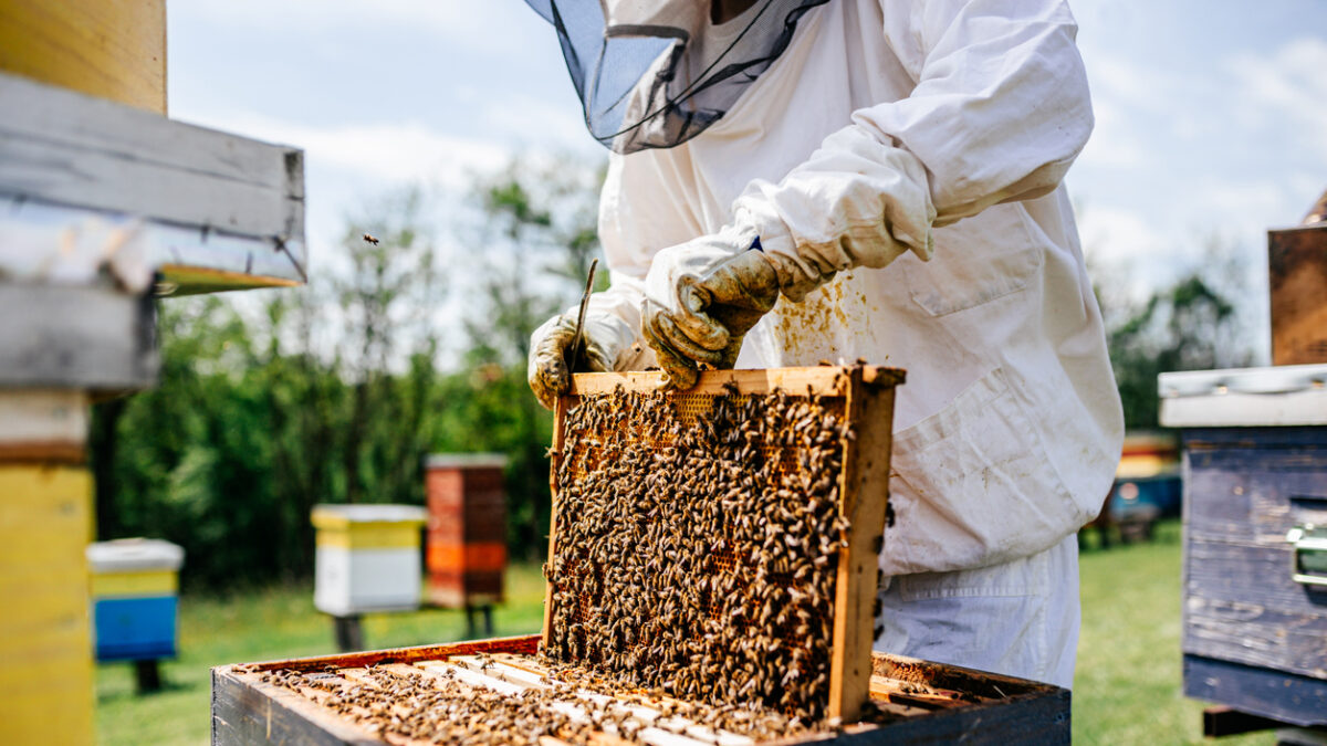 Professional beekeeper working on bee hives