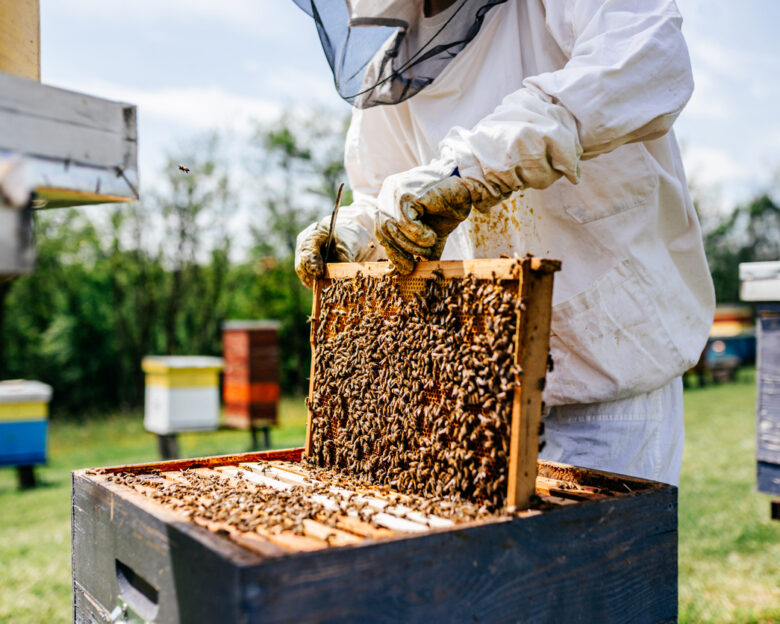 Professional beekeeper working on bee hives