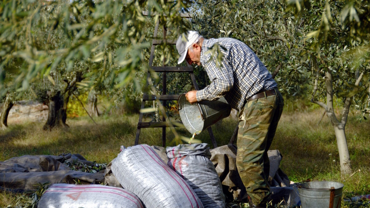 Harvested olives near Agiokampos town in Thessaly region, Greece, December 1 2010.