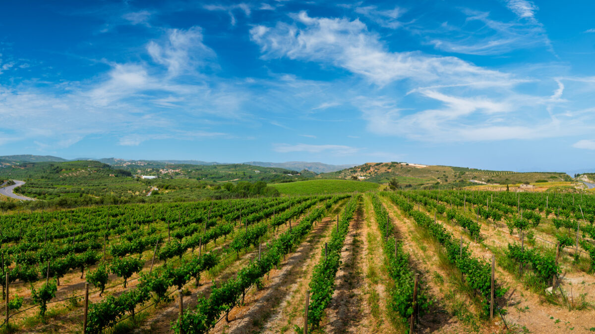 Wineyard with grape rows. Crete island, Greece