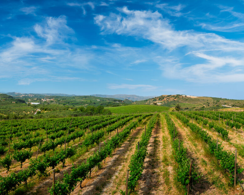 Wineyard with grape rows. Crete island, Greece