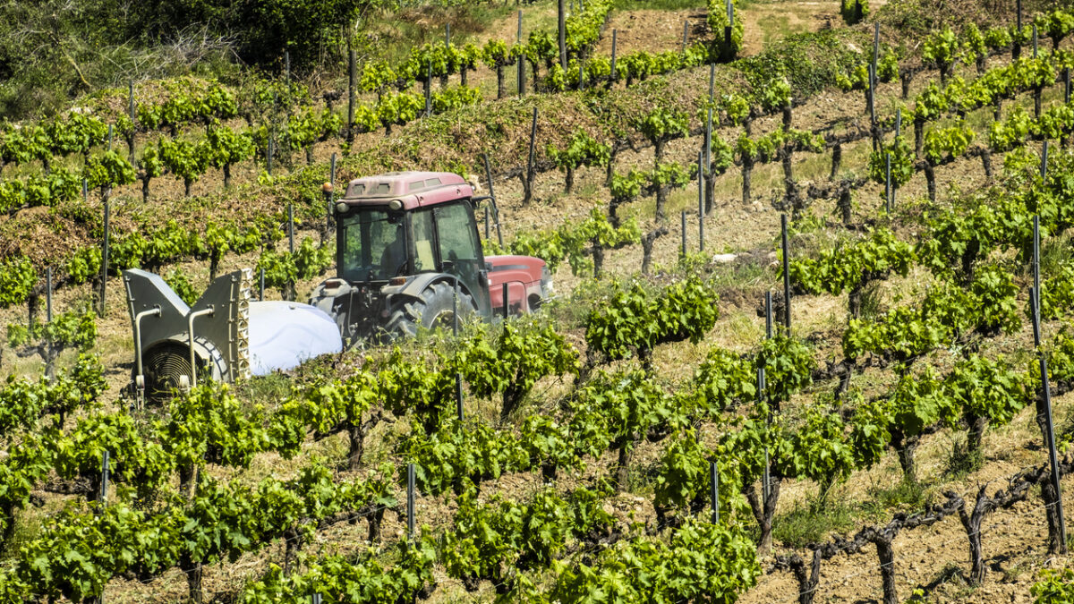 Vineyards in the spring in the Subirats wine region in the province of Barcelona