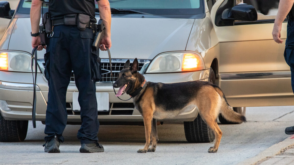 A police dog searching a vehicle.