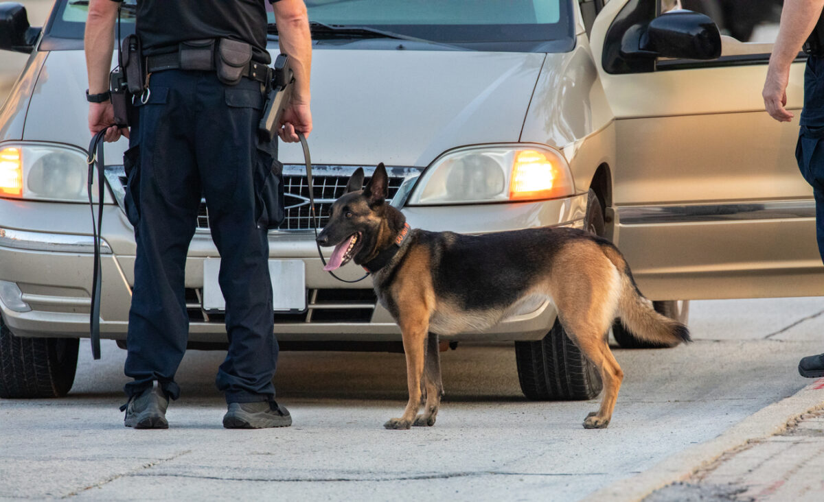 A police dog searching a vehicle.