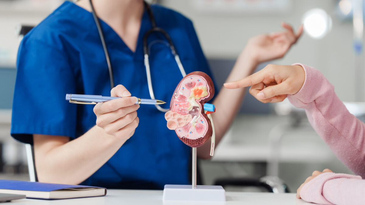Kidney disease, Chronic kidney disease ckd, Female doctor explains the causes of the disease and treatment guidelines on kidney model to female asian patient at desk at urology hospital room.