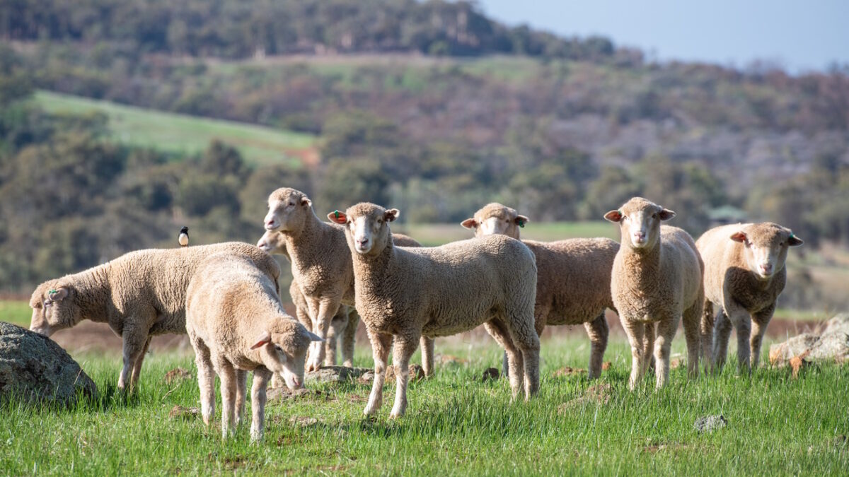 group of sheep in Western Australia grazing on grass