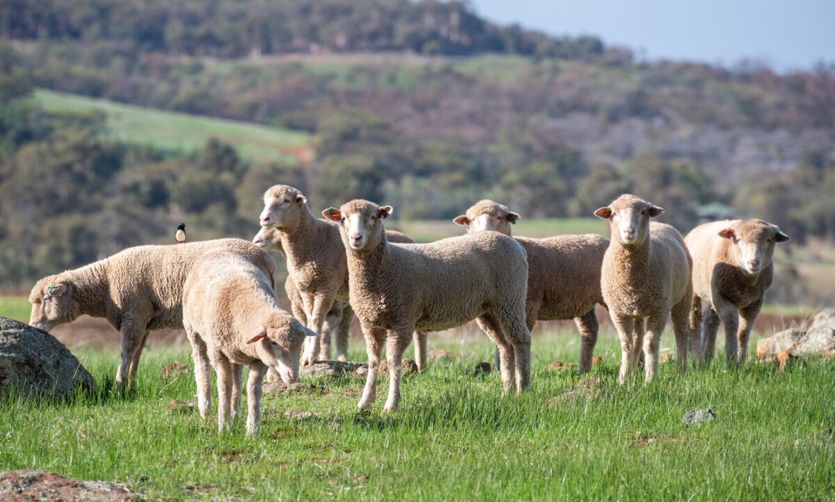 group of sheep in Western Australia grazing on grass
