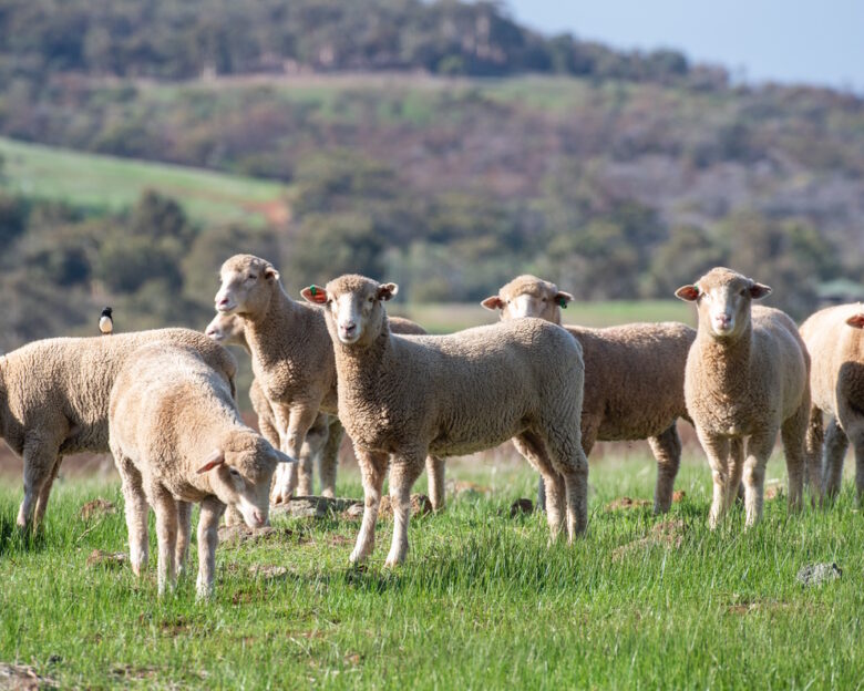 group of sheep in Western Australia grazing on grass