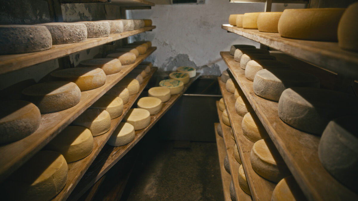 Cheese Rounds are Resting on Wooden Shelves Inside a Traditional Maturation Cellar. The Calm Atmosphere Highlights the Slow Process Needed to Develop Rich Flavors