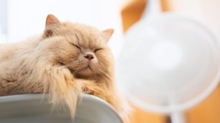 Πηγή φωτό: iStock