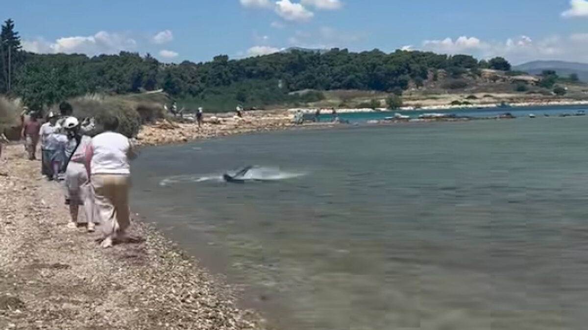 Καρχαρίας στην παραλία των Κεχριών Κορινθίας