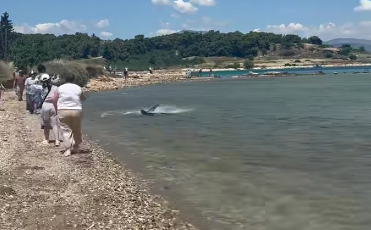 Καρχαρίας στην παραλία των Κεχριών Κορινθίας