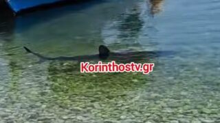 Η εμφάνιση του καρχαρία στην ακτή, προκάλεσε αναστάτωση στους κατοίκους στα Λουτρά Ωραίας Ελένης
