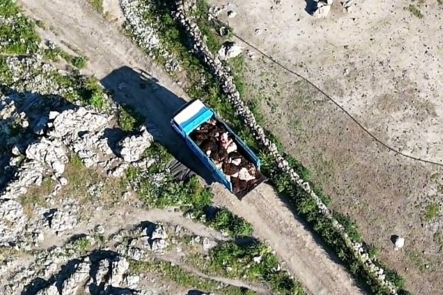 ανεξέλεγκτες ταφές ζώων λόγω αφθώδους πυρετού