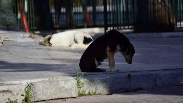 Πηγή φωτό (αρχείου): Eurokinissi-ΠΑΠΑΔΟΠΟΥΛΟΣ ΒΑΣΙΛΗΣ