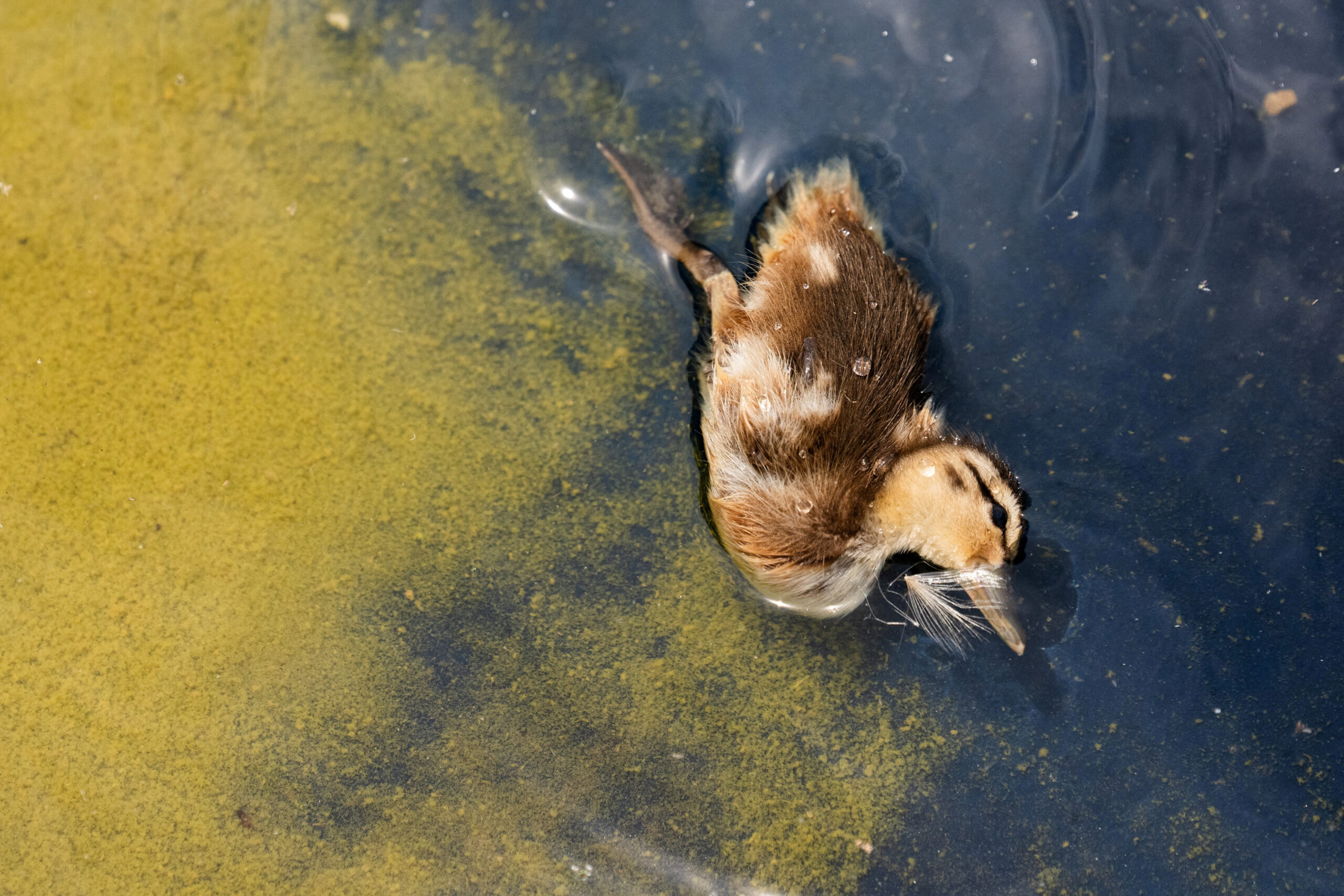 The body of a dead baby duck floats in the Lincoln Memorial Reflecting Pool, after recent renovations following a directive from U.S. President Donald Trump to paint it blue ahead of the 250th anniversary of U.S. Independence, in Washington, D.C., U.S., June 21, 2026. REUTERS/Aaron Schwartz TPX IMAGES OF THE DAY