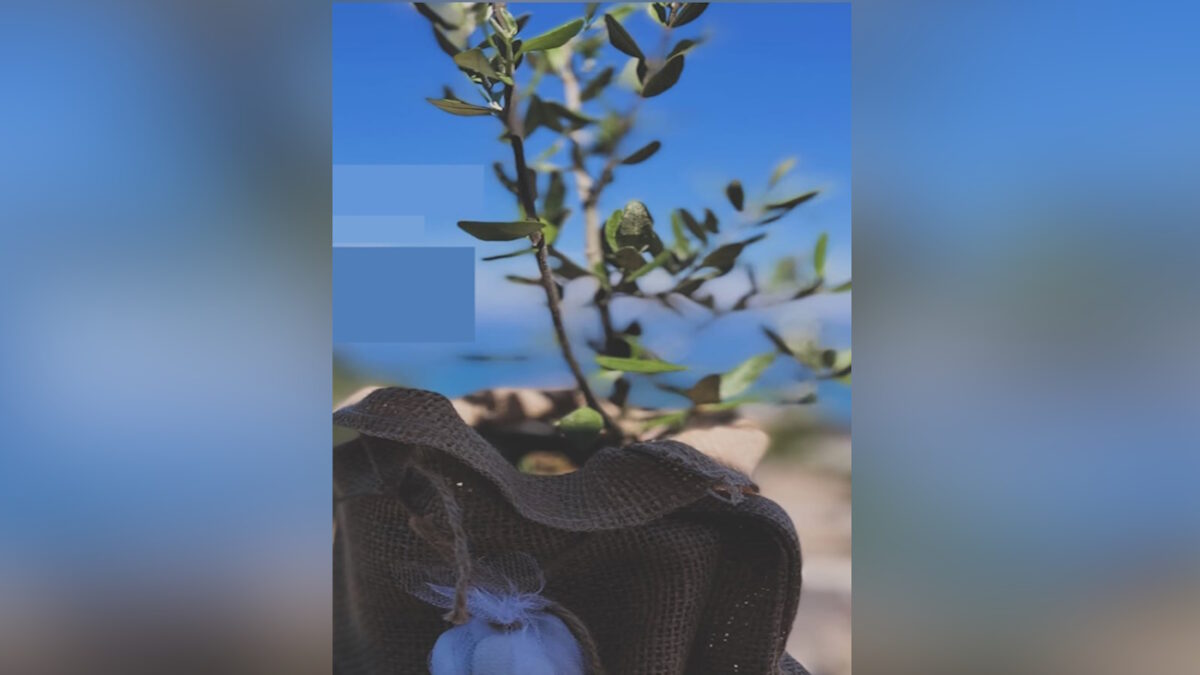 Δανάη Μπάρκα