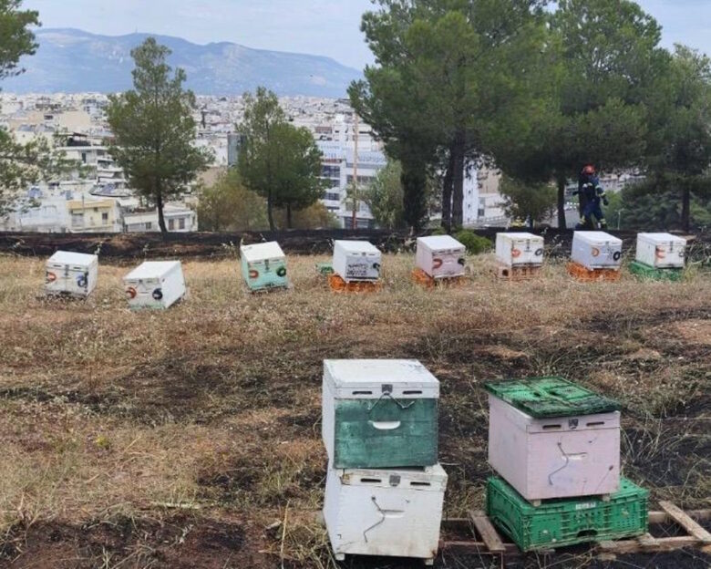 Συνελήφθη 45χρονος μελισσοκόμος για τη φωτιά στο Άλσος Βεΐκου