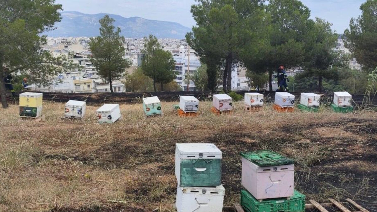 Τα μελίσσια στο Άλσος Βεικου