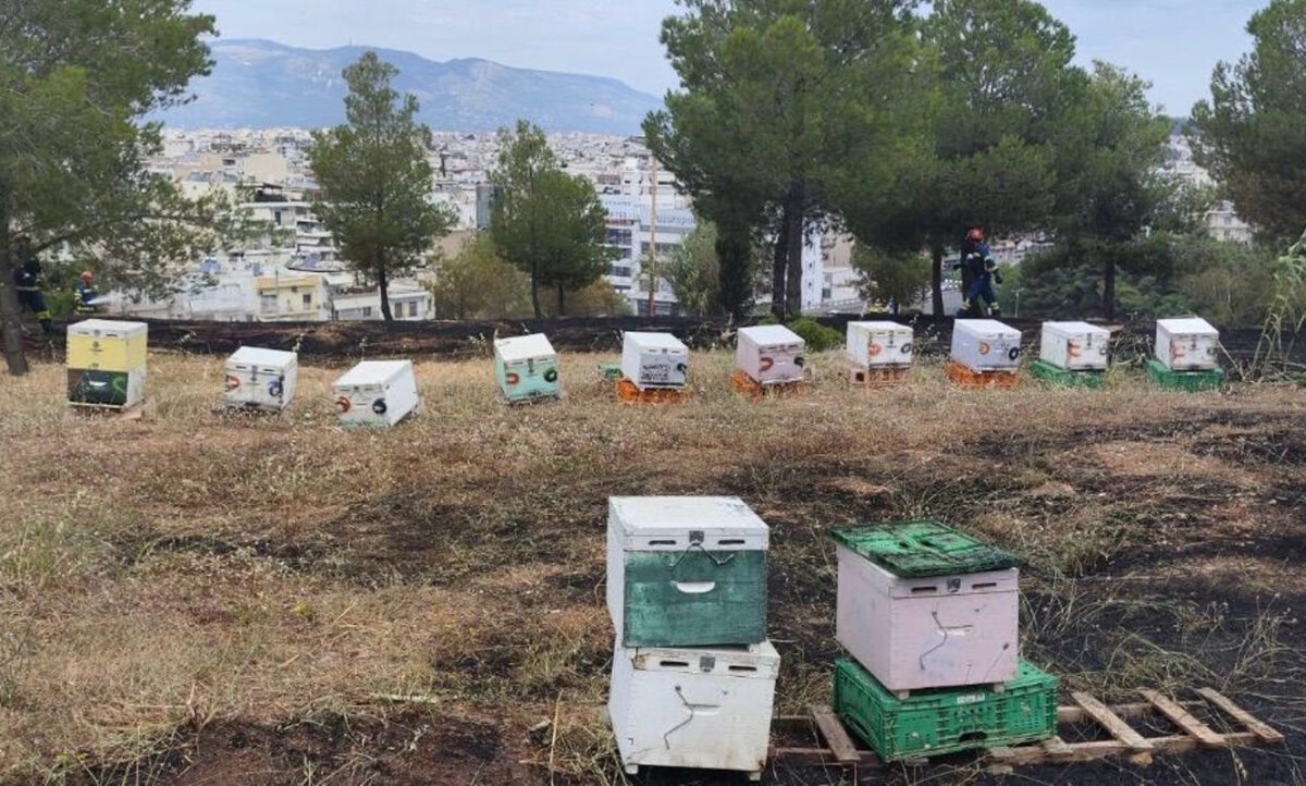 Τα μελίσσια στο Άλσος Βεικου