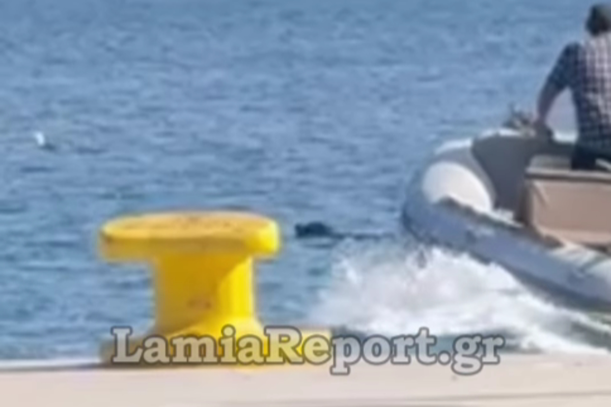 Φθιώτιδα: Περαστικοί έσωσαν σκυλί που είχε παρασυρθεί μέσα στη θάλασσα με το σκάφος τους | Επικαιρότητα στο LivePress.gr