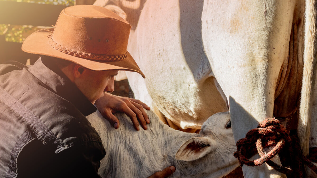 Cowboy farmer helping the calf while he drinks milk from his mother
