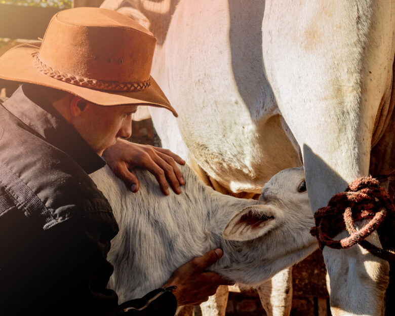Cowboy farmer helping the calf while he drinks milk from his mother