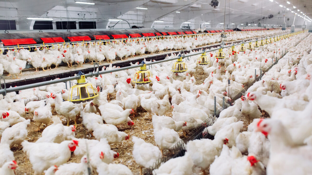 Indoors chicken farm, chicken feeding