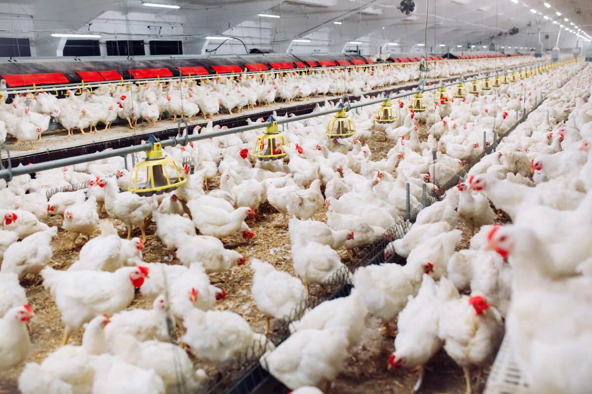 Indoors chicken farm, chicken feeding