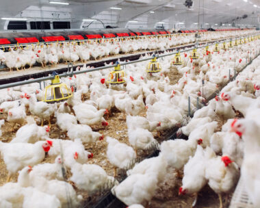 Indoors chicken farm, chicken feeding