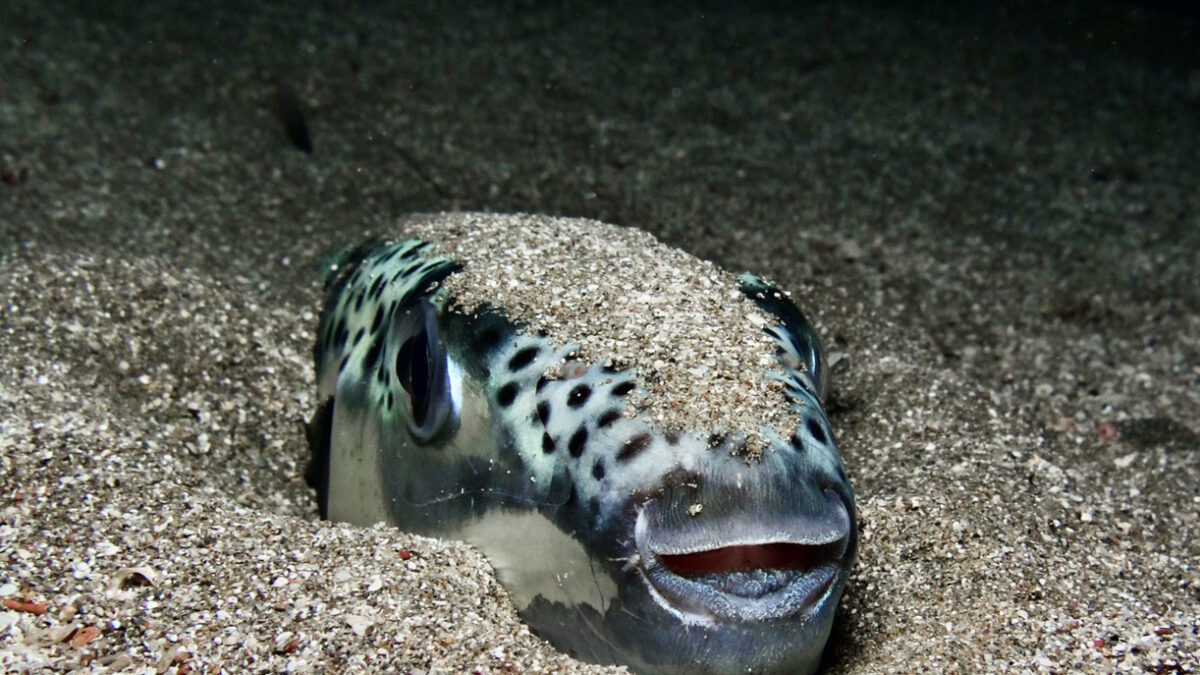 Close-up silver-cheeked toadfish Lagocephalus sceleratus on seafloor hidden in gravel in blackwater looking at camera in Mediterranean Sea Cyprus