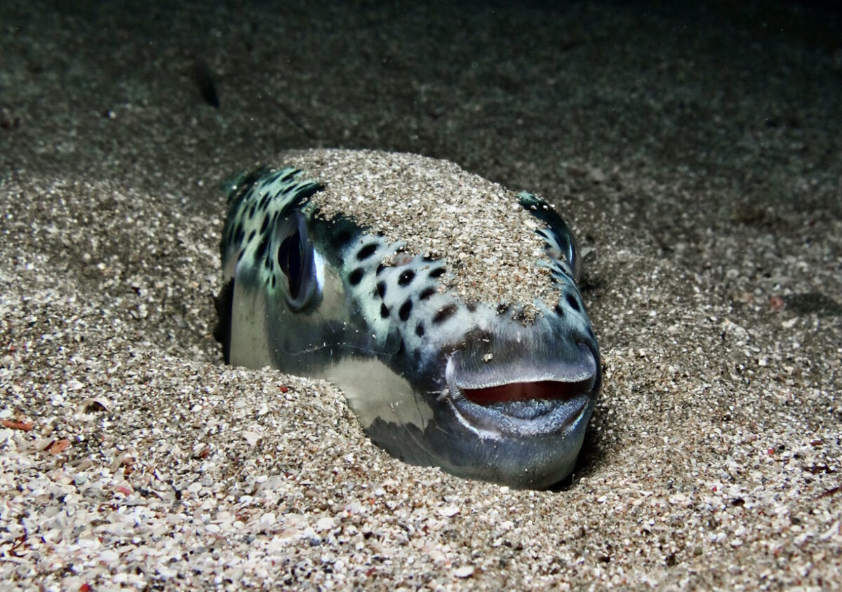 Close-up silver-cheeked toadfish Lagocephalus sceleratus on seafloor hidden in gravel in blackwater looking at camera in Mediterranean Sea Cyprus